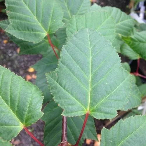 Acer capillipes - Snakebark Maple