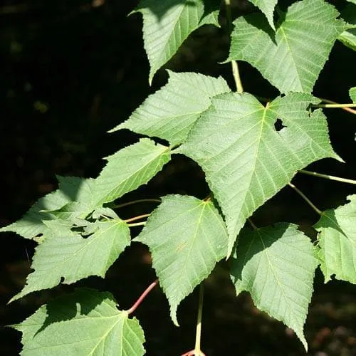 Acer capillipes - Snakebark Maple