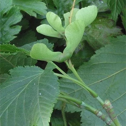 Acer capillipes - Snakebark Maple