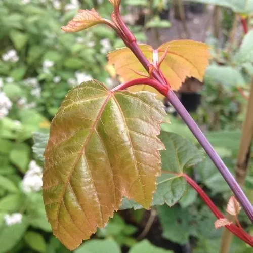 Acer capillipes - Snakebark Maple