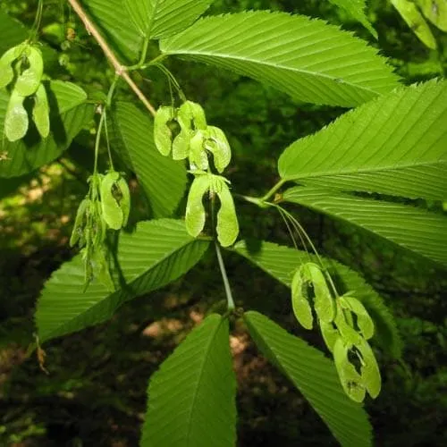 Acer davidii - Snakebark Maple