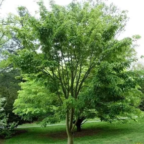 Acer davidii - Snakebark Maple