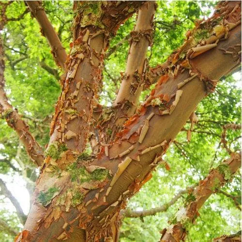 Acer griseum - Paperbark Maple