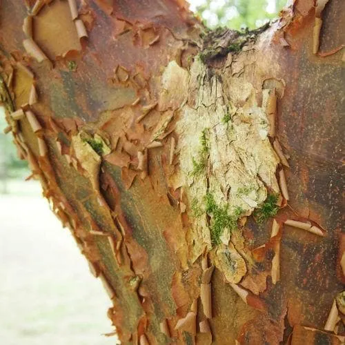 Acer griseum - Paperbark Maple