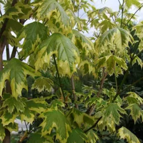 Acer platanoides Drummondii