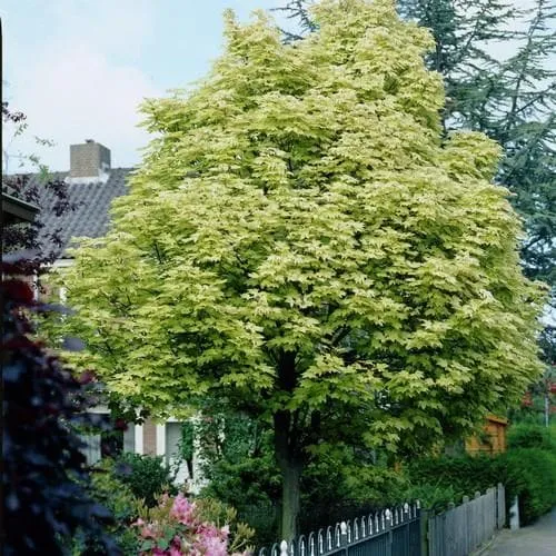 Acer platanoides Drummondii