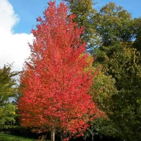 Acer rubrum - Canadian Maple