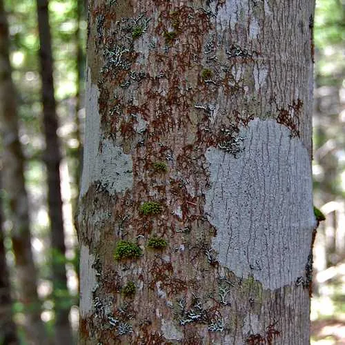 Acer rubrum - Canadian Maple