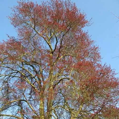 Acer rubrum - Canadian Maple