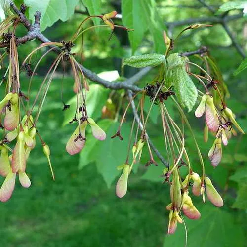 Acer rubrum - Canadian Maple