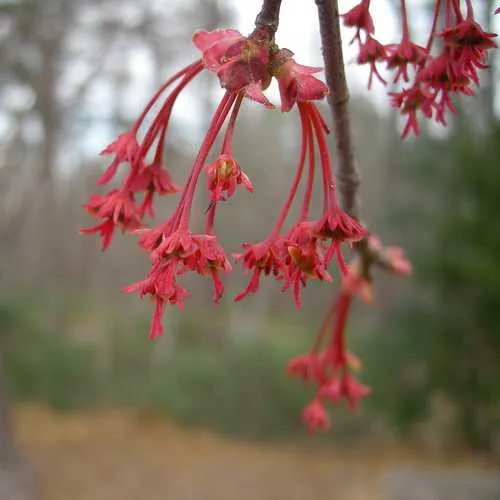 Acer rubrum - Canadian Maple