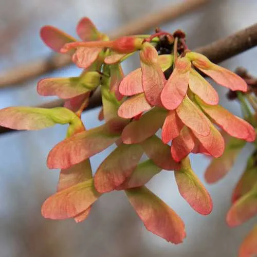 Acer rubrum - Canadian Maple