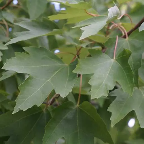 Acer rubrum - Canadian Maple