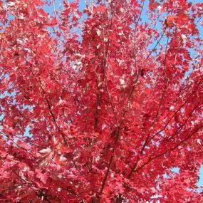 Acer rubrum Fairview Flame