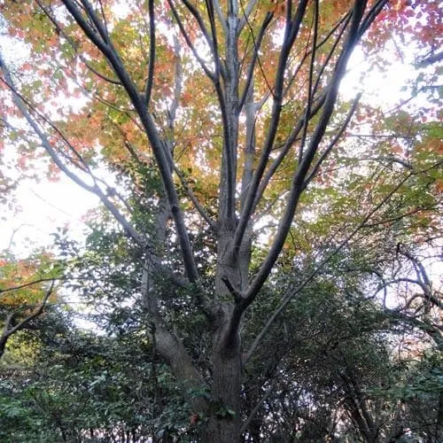 Acer rufinerve - Snakebark Maple