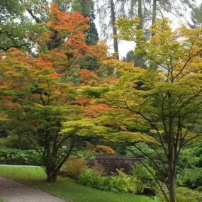 Acer sieboldianum