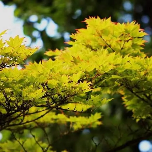 Acer sieboldianum