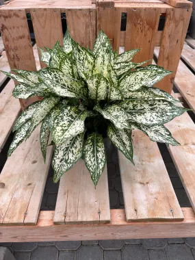 Aglaonema - Spring Snow 6"