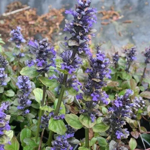 Ajuga reptans Braunherz