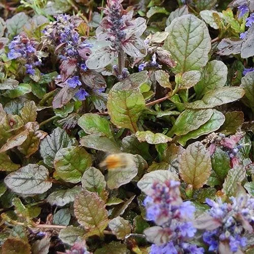 Ajuga reptans Braunherz