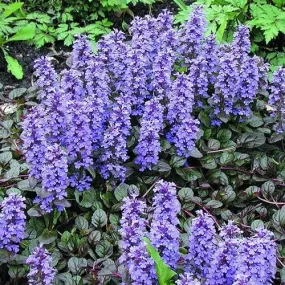 Ajuga reptans Braunherz