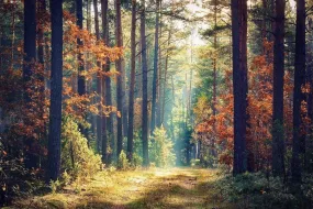 Autumn Forest