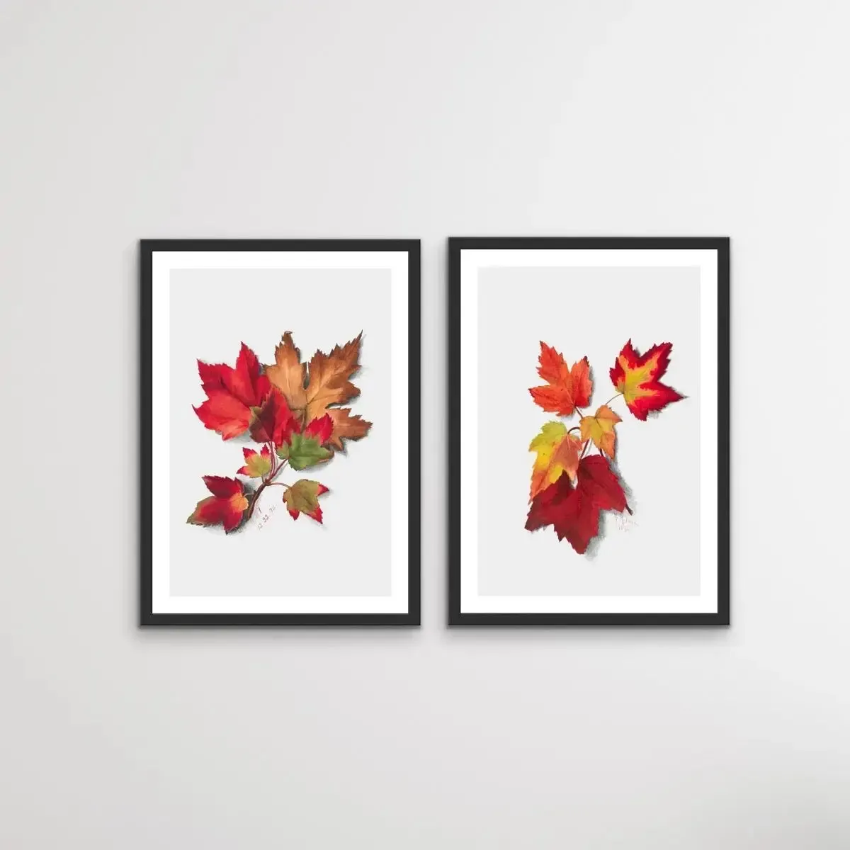 Autumn Leaves I and II - Two Piece Set of Botanical Illustrations By Mary Vaux Walcott