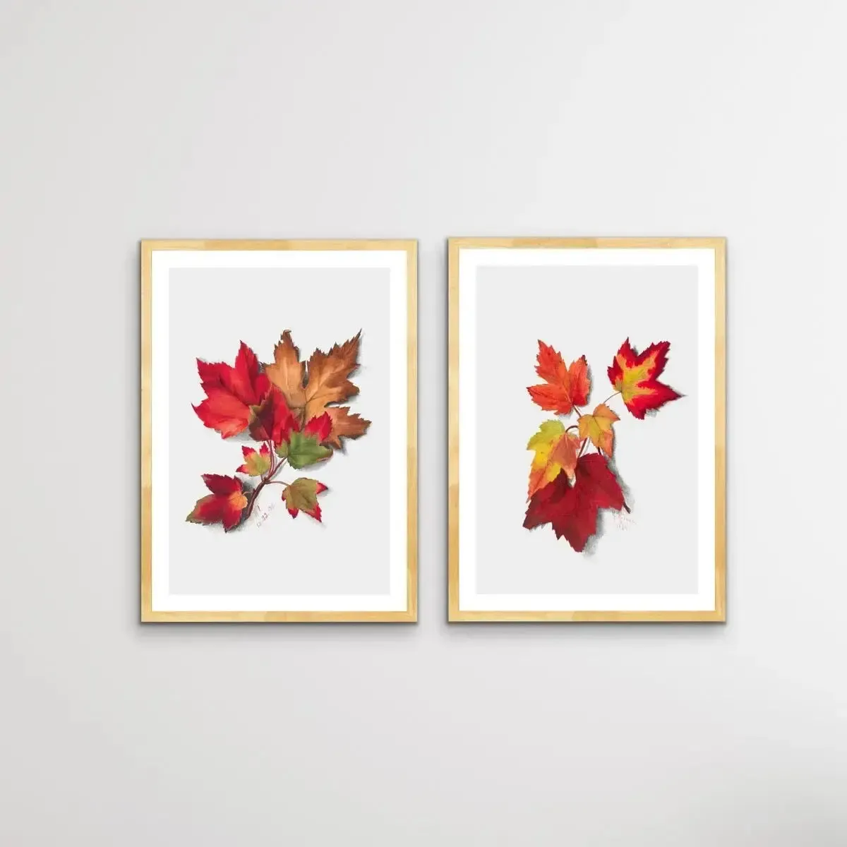 Autumn Leaves I and II - Two Piece Set of Botanical Illustrations By Mary Vaux Walcott