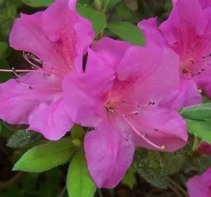 Azalea Autumn Amethyst Encore