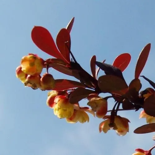 Berberis thunbergii Atropurpurea Nana