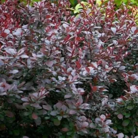 Berberis thunbergii Atropurpurea Nana