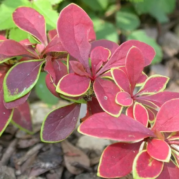 Berberis thunbergii Coronita