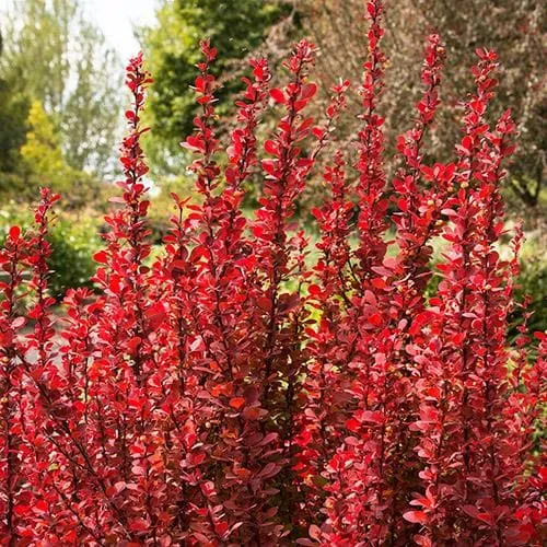 Berberis thunbergii Orange Rocket