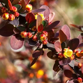 Berberis thungbergii atropurpurea