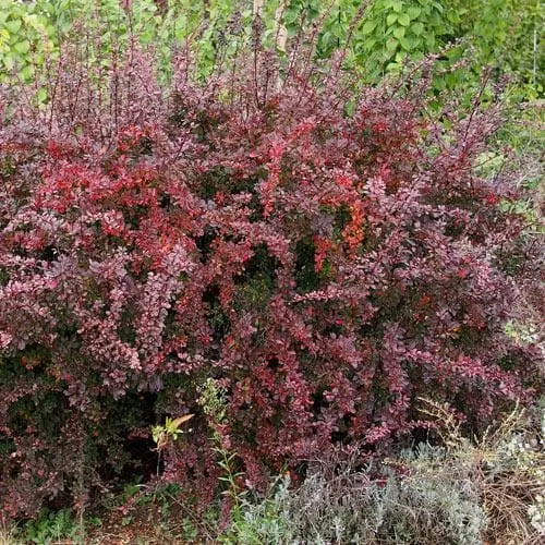 Berberis thungbergii atropurpurea