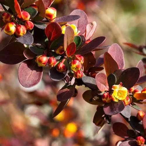 Berberis thungbergii atropurpurea