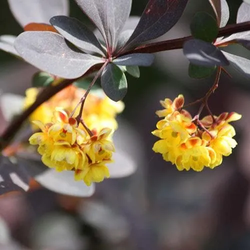 Berberis thungbergii atropurpurea