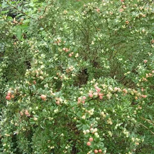 Berberis wilsoniae