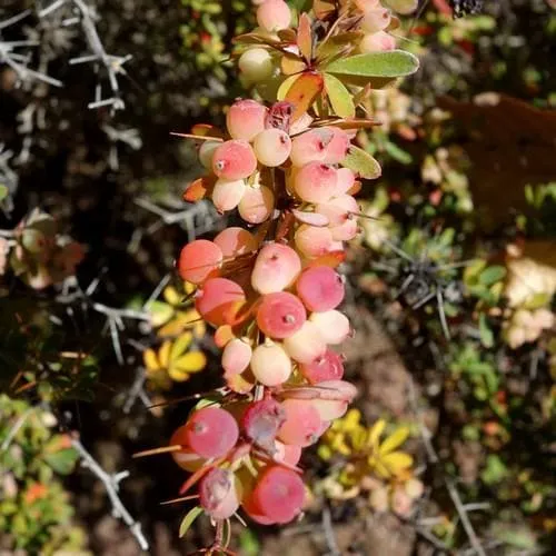 Berberis wilsoniae