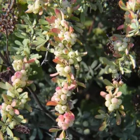 Berberis wilsoniae