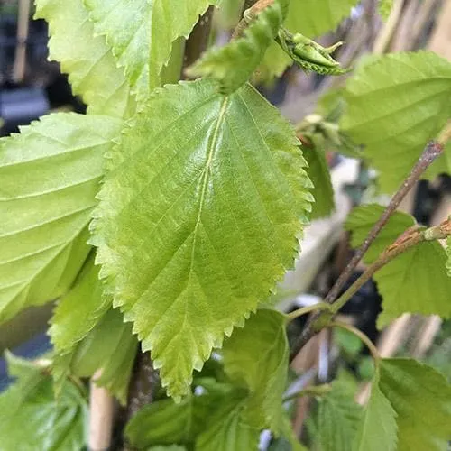 Betula ermanii Holland