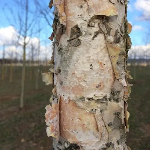 Betula ermanii Holland