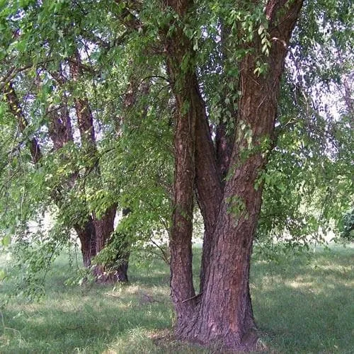 Betula nigra - River Birch