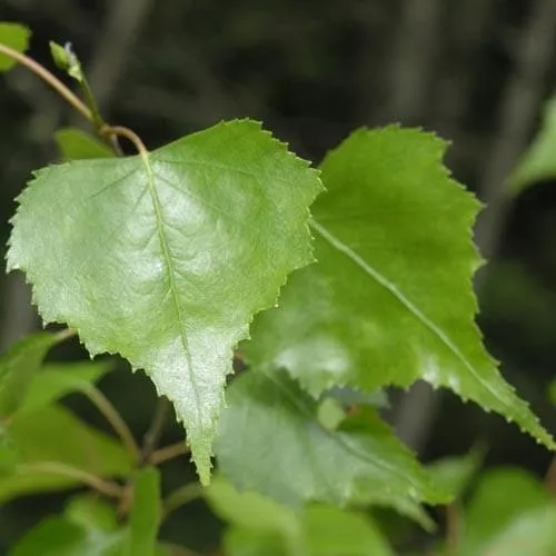 Betula nigra - River Birch