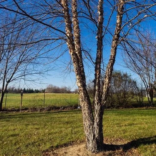 Betula nigra - River Birch