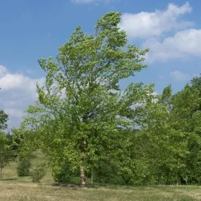 Betula nigra - River Birch