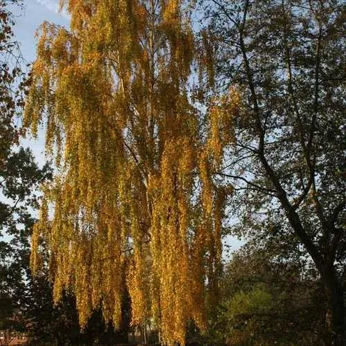 Betula pendula Tristis