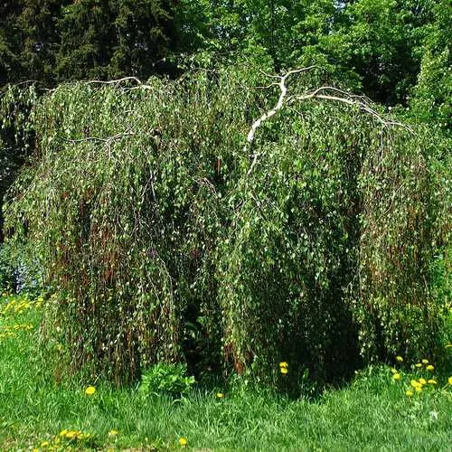 Betula pendula Tristis