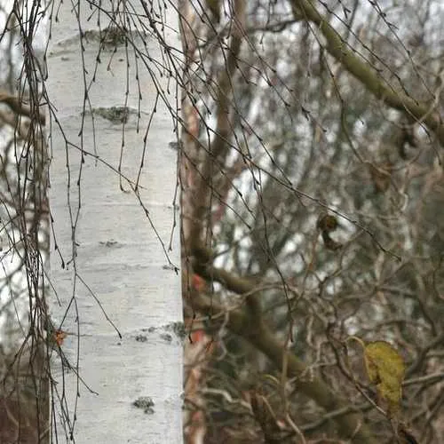 Betula pendula Tristis