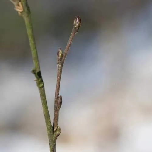 Betula pubescens - Downy Birch